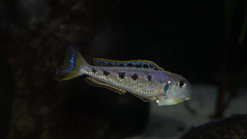 Xenotilapia singularis 'Kekese'